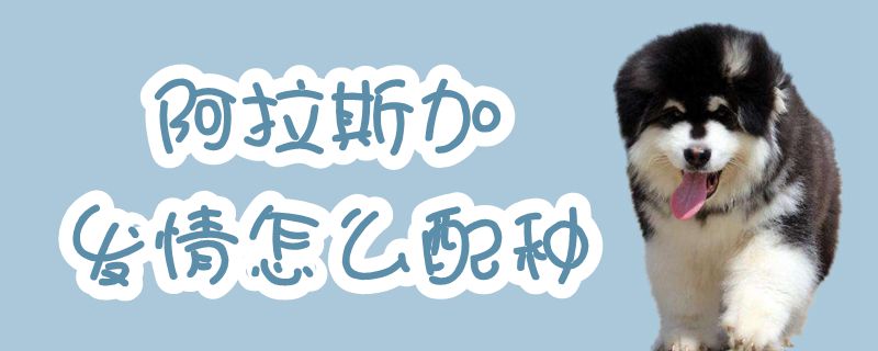 阿拉斯加發情怎么配種