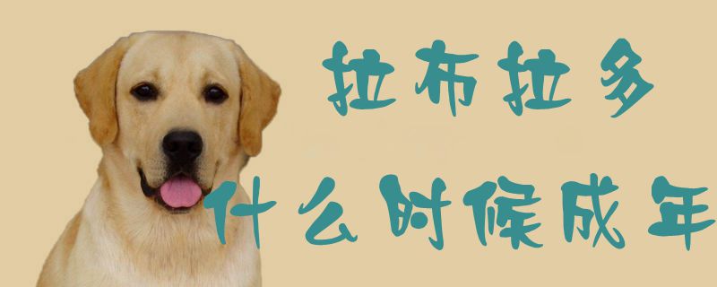 拉布拉多什么時候成年1