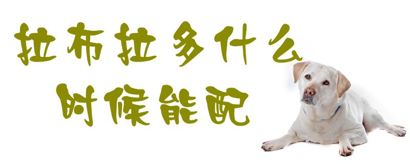 拉布拉多什么時候能配1