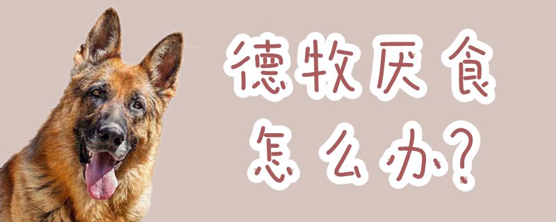 德牧厭食怎么辦