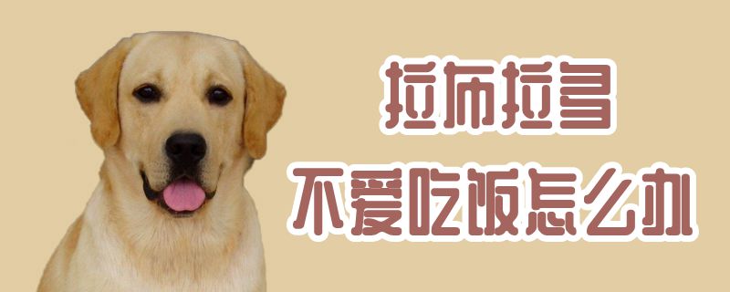 拉布拉多不愛吃飯怎么辦