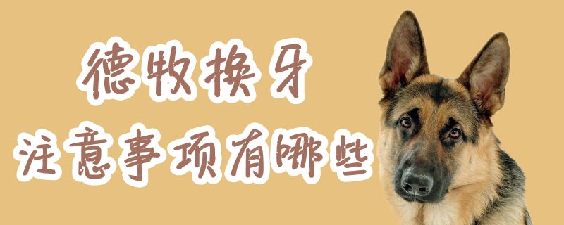 德牧換牙注意事項有哪些
