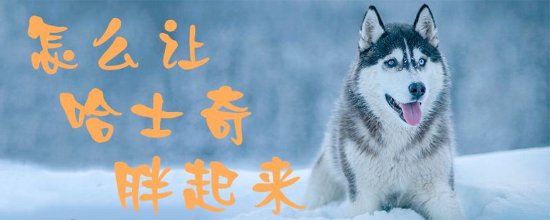 怎么讓哈士奇胖起來1