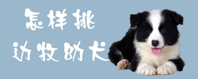 怎樣挑邊牧幼犬1