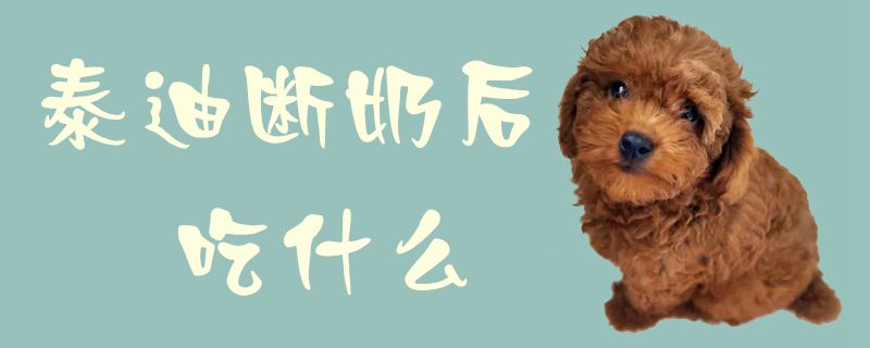 泰迪斷奶后吃什么1