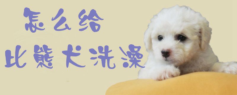 怎么給比熊犬洗澡1