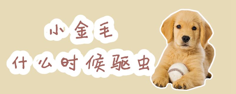 小金毛什么時(shí)候驅(qū)蟲