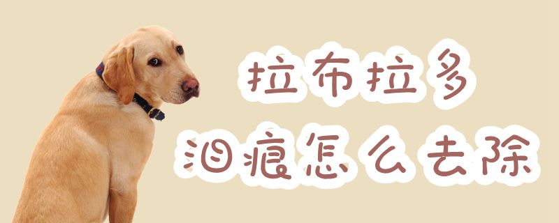 拉布拉多淚痕怎么去除