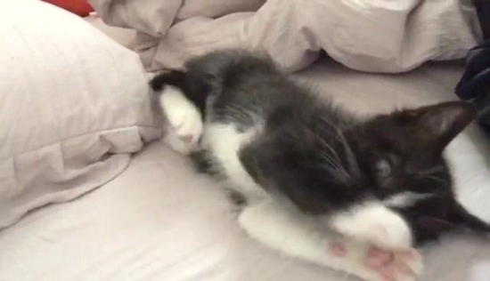 怎么訓練貓咪在窩里睡覺 訓練貓咪寵物窩睡覺方法