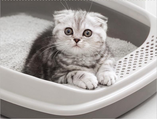 如何訓(xùn)練貓貓上廁所 居家干凈貓貓訓(xùn)練方法
