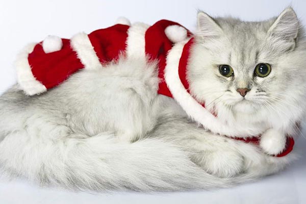 襤褸貓怎么訓練 襤褸貓訓練技巧