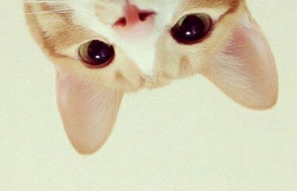 怎么訓練貓不咬人 調教貓咪不再咬人方法