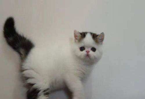 加菲貓怎么訓練 加菲貓訓練訣竅