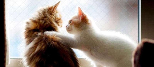 怎么訓練貓上馬桶 貓咪馬桶訓練