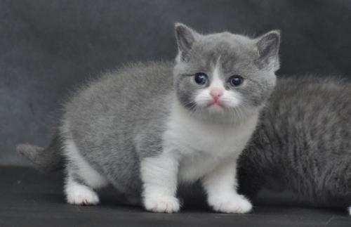 如何訓練貓咪記住自己的名字 貓咪記住名字的方法