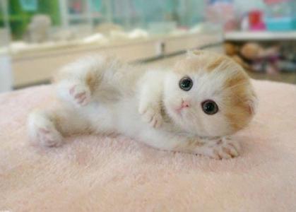 怎么訓練貓臥倒 訓練貓咪躺下方法