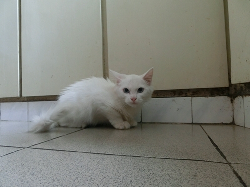 怎么訓練山東獅子貓不咬人 山東獅子貓訓練