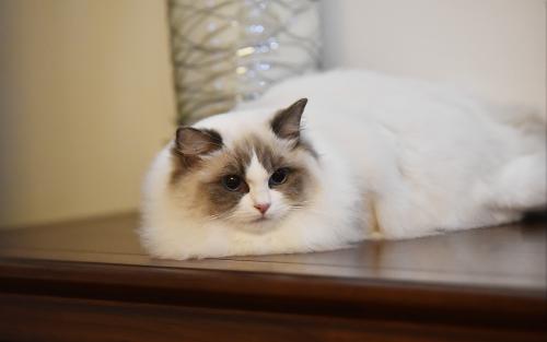 如何訓(xùn)練布偶貓 布偶貓乖乖聽話小技巧