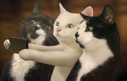 怎樣訓練緬甸貓 調教緬甸貓注意事項