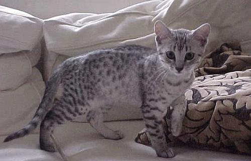 埃及貓怎么訓練 埃及貓訓練技巧