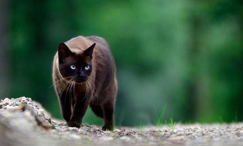 怎么訓練東奇尼貓用馬桶