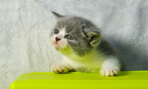 英國短毛貓怎么訓練 英短訓練技巧