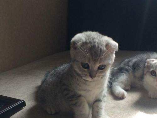 如何訓練折耳貓不跳床 蘇格蘭折耳貓制止跳床方法