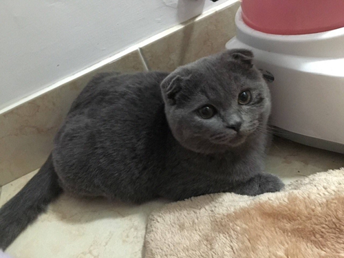 怎樣訓練英國短毛貓用馬桶