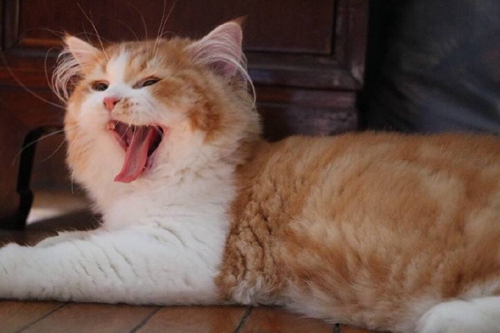 貓咪脾氣很臭怎么訓練 貓咪壞脾氣訓練