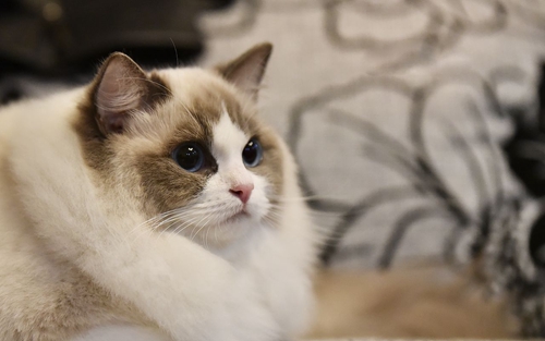 怎么訓練布偶貓坐下 布偶貓聽從手勢訓練