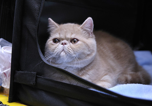 怎么訓(xùn)練加菲貓用馬桶 加菲貓上廁所訓(xùn)練