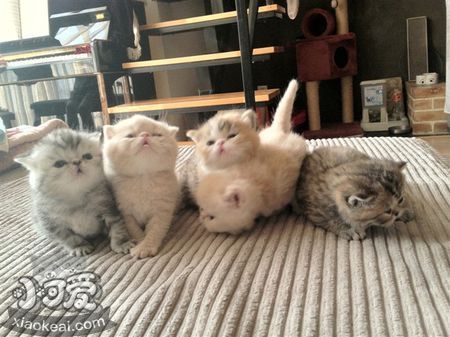 如何訓練加菲貓不鉆被窩 寵物貓不鉆被窩的方法