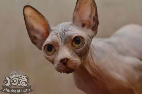 加拿大無毛貓怎么訓練 訓練貓咪乖巧聽話注意事項