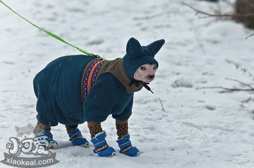 怎么訓練加拿大無毛貓不叫