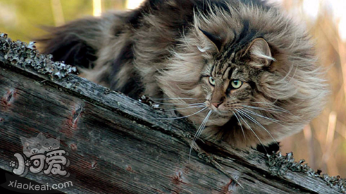 怎么訓(xùn)練緬因貓不咬人 緬因貓訓(xùn)練方法