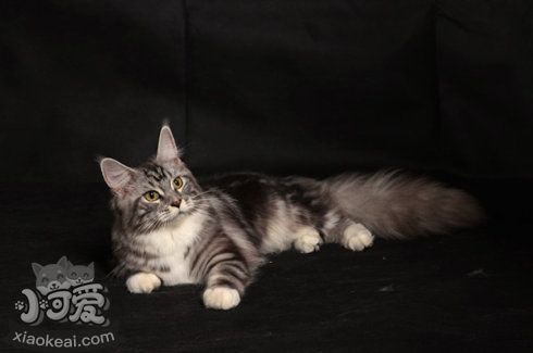 如何訓(xùn)練緬因貓不亂抓東西