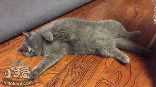 俄羅斯藍(lán)貓?jiān)趺从?xùn)練 快樂(lè)藍(lán)貓訓(xùn)練法