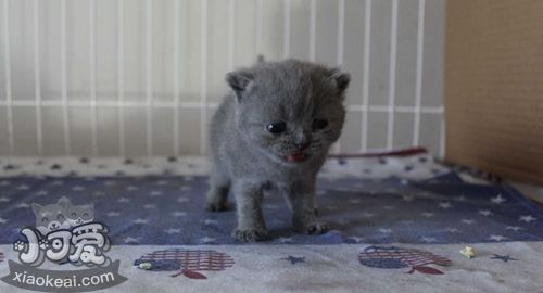 如何訓練俄羅斯藍貓用馬桶 藍貓用馬桶指南