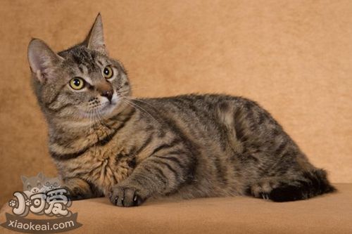 怎么教貍花貓用貓砂 四步輕松教會中國貍花貓