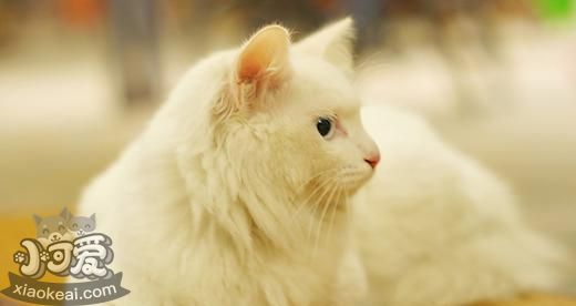 如何訓(xùn)練山東獅子貓不認(rèn)生