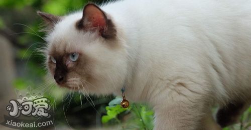 怎么訓練喜馬拉雅貓不吃死老鼠 定時給貓喂飽