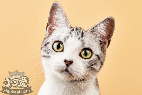 怎么訓練美國短毛貓學會握手 美短握手訓練方法