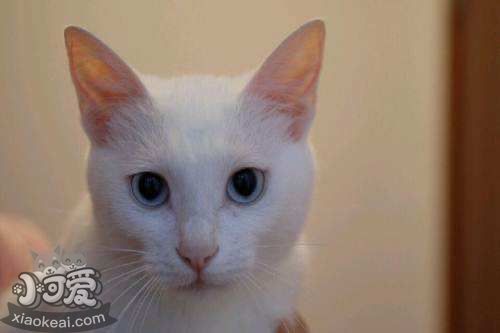 山東獅子貓怎么訓練上廁所