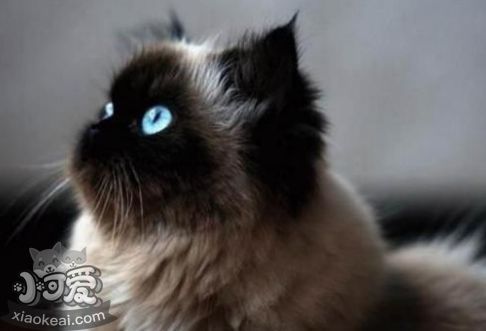 怎么訓練喜馬拉雅貓睡在貓窩 反復訓練養成習慣