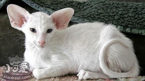 怎么訓練東方短毛貓上廁所 從小訓練效果好