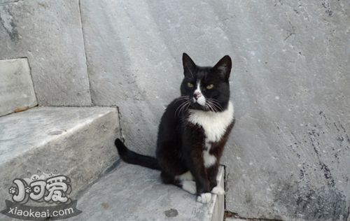 埃及貓咬人怎么辦 如何訓(xùn)練埃及貓不咬人
