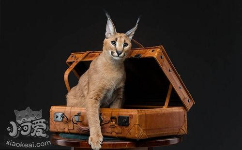 如何訓練埃及貓不亂抓家具 埃及貓抓家具制止辦法