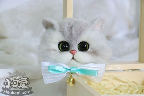 怎么訓(xùn)練金吉拉貓不咬人 金吉拉貓訓(xùn)練方法