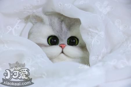 金吉拉貓怎么訓練 貓咪訓練六大原則