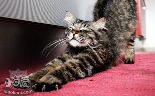 如何訓練挪威森林貓不怕水 貓咪怕水訓練